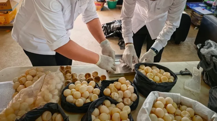 Indonesian Government Rescues Over 1,200 Sea Turtle Eggs from Illegal Trade