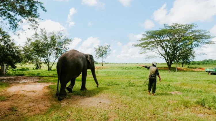 World Elephant Day: Five Places to See Elephants in Indonesia