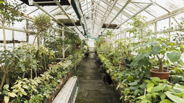 Indonesia, South Korea Cooperate in Smart Greenhouses