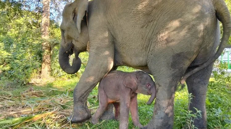 Govt Establishes Sumatran and Bornean Elephant Conservation Strategy 2026–2036
