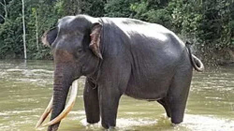 EEHV Virus Threat, Indonesia Tightens Monitoring of Sumatran Elephants
