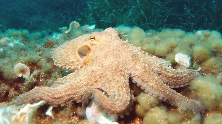 Octopus: Eight Arms, Three Hearts, and Blue Blood