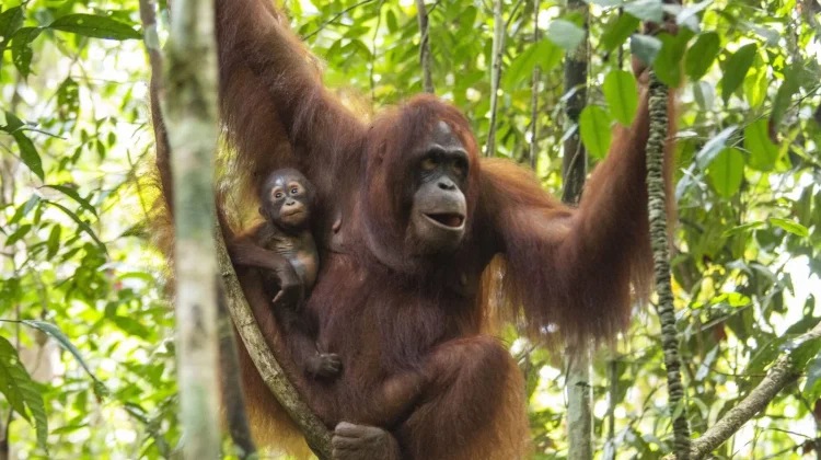 World Orangutan Day: Getting to Know Indonesia’s Orangutans