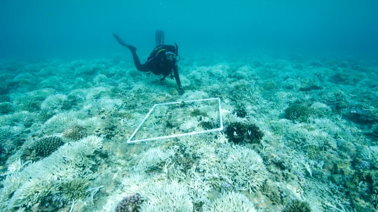 Indonesia, China Enhance Marine Research Cooperation