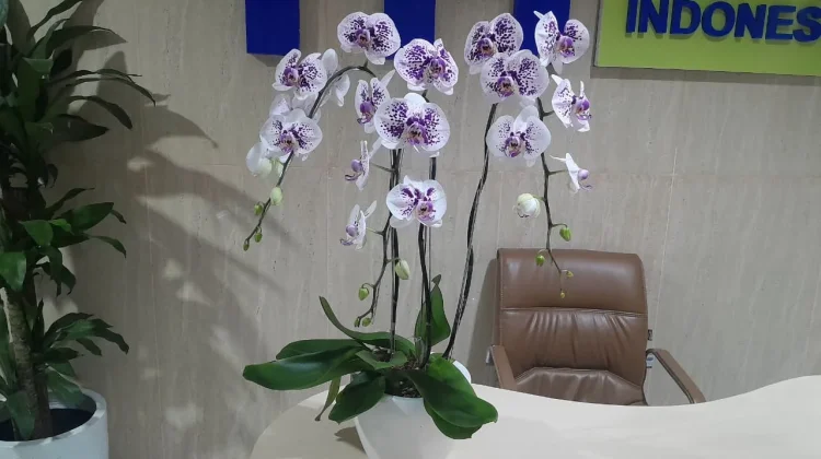 Easy Indoor Orchid Care: How to Keep Orchids Blooming at Home