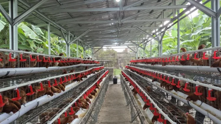 Indonesia Tightens Poultry Breeding Controls to Protect Small Farmers