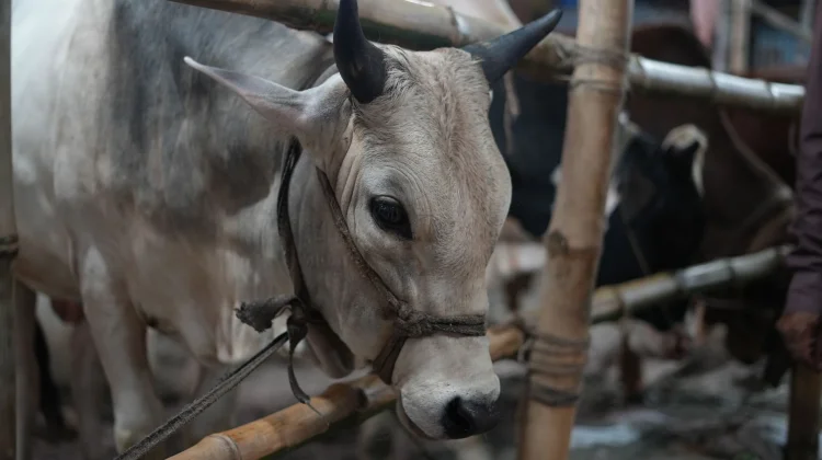 Govt Boosts Halal Industry by Partnering with Local Metal SMEs & Slaughterhouses