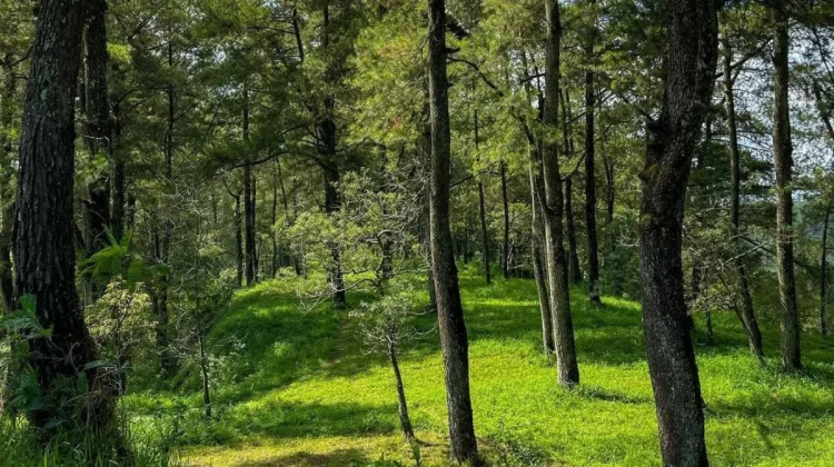 Deles Indah Offers Scenic Views of Mount Merapi
