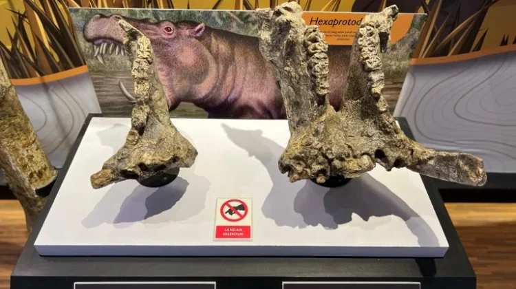 Banjarejo Fossil Museum Preserves Grobogan’s Prehistoric Heritage