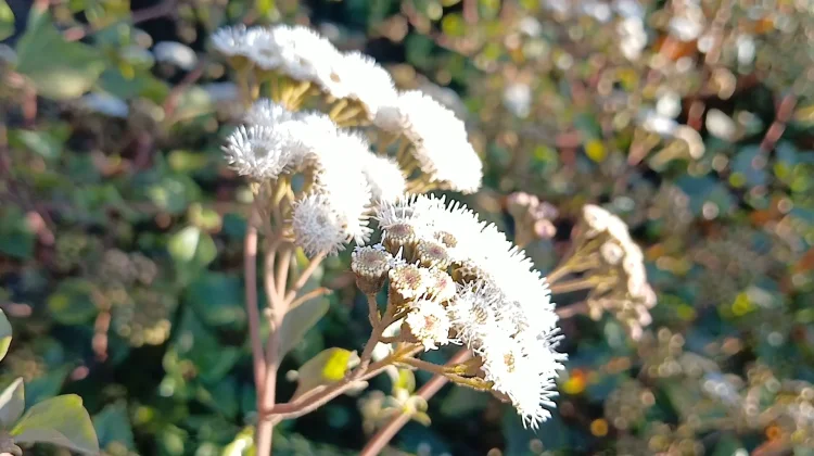 Javanese Edelweiss: The Everlasting Flower of Indonesia’s Mountains