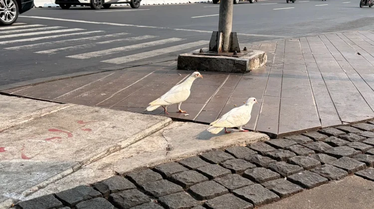 Interesting Facts About Pigeons
