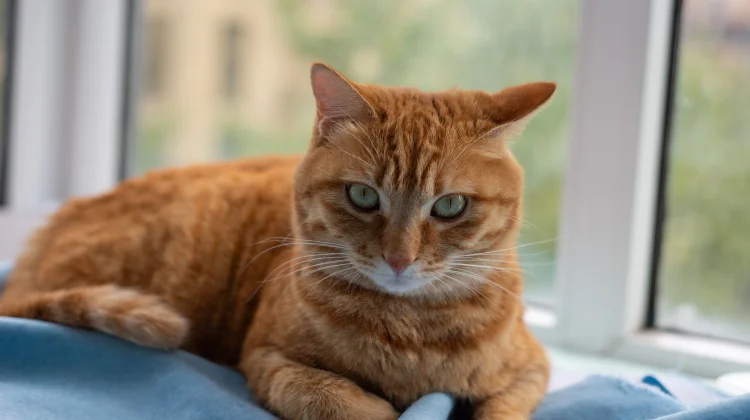 How Do Cats Actually See Us?