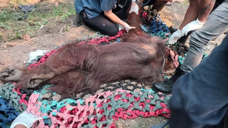 Govt Rescues Weak Orangutan Amid Wildfire in West Kalimantan