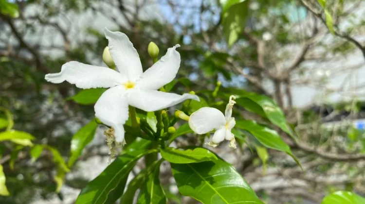 Jasmine: Indonesia’s National Flower, Rich in Meaning and Utility