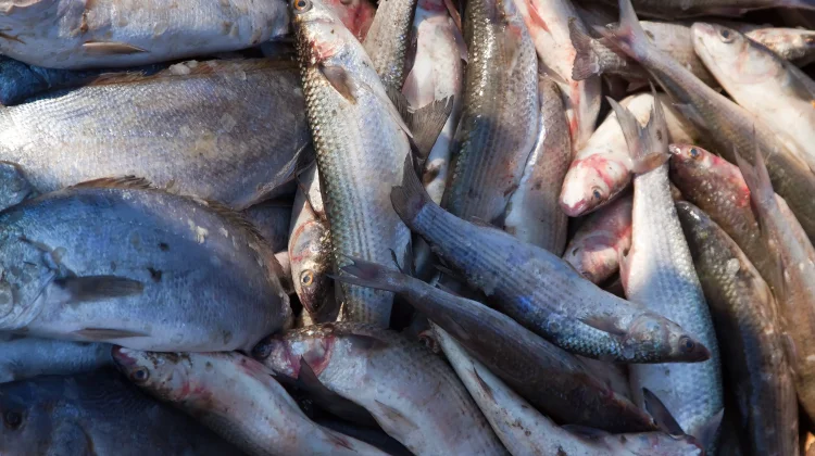 Indonesia Explores Zero-Waste Approach to Fish Processing