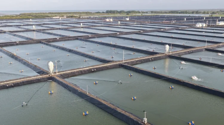 Indonesia Plans to Expand Thematic Fish Farming to 40,000 Locations