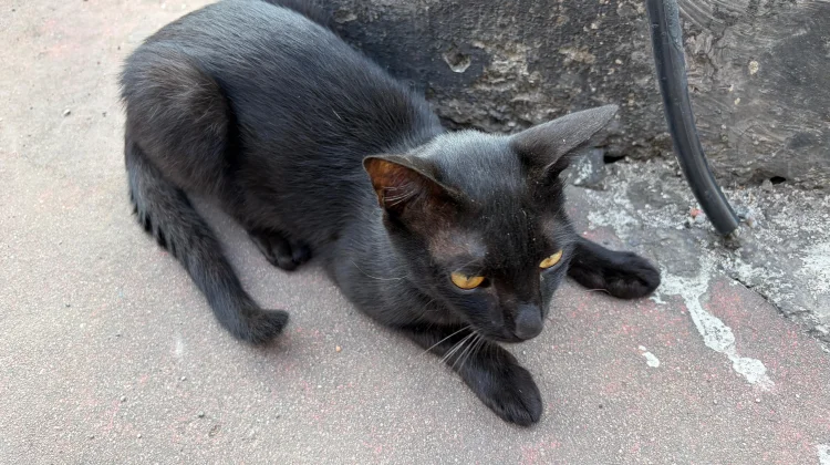 Black Cats, Different Meanings Across Cultures