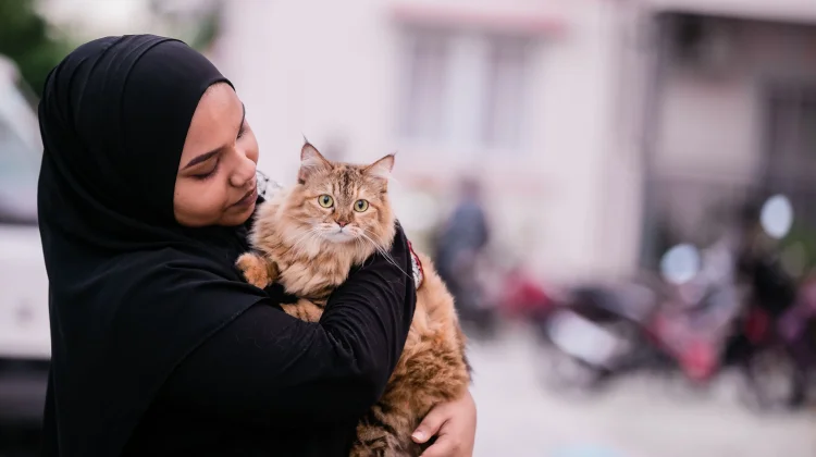 More Than Just Adorable: The Benefits of Having a Cat