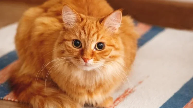 Why Do We Love Ginger Cats So Much?