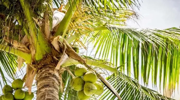 World Coconut Day: Get Benefits of Coconut
