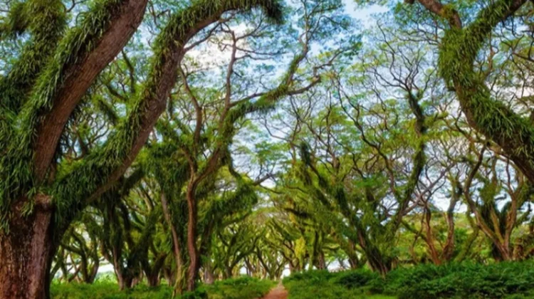 De Djawatan Offers a Cool Nature Escape in Banyuwangi