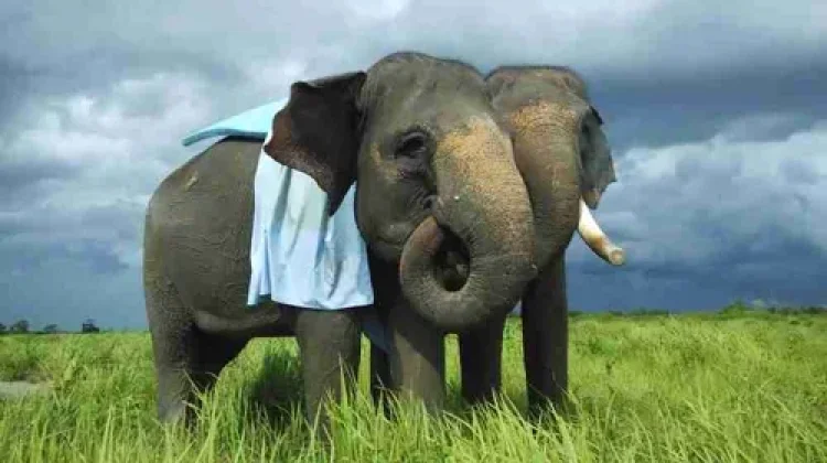 Way Kambas: Lampung's Sanctuary for Sumatra's Big Five