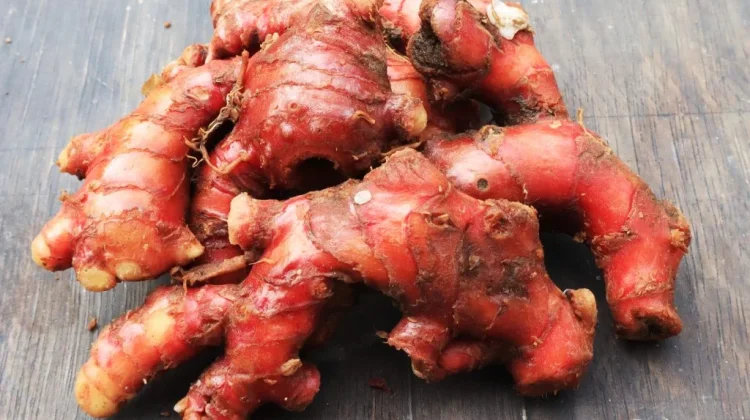 Ginger: a Natural Solution to Fight Antimicrobial Resistance