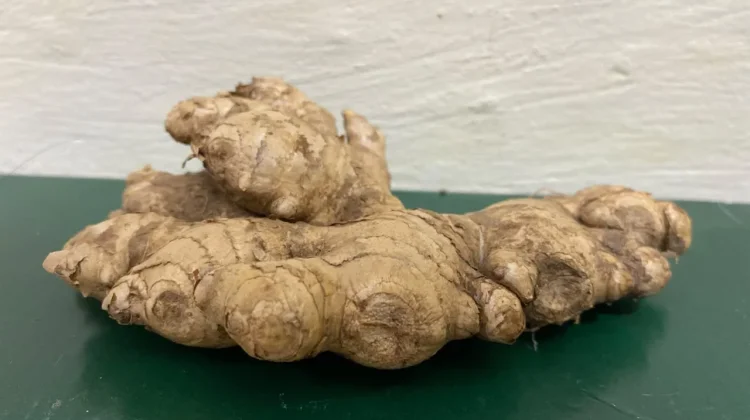 Ginger Powers Indonesia's Traditional Medicine Revival