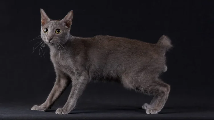 Busok Cat, an Indigenous Indonesian Cat Breed
