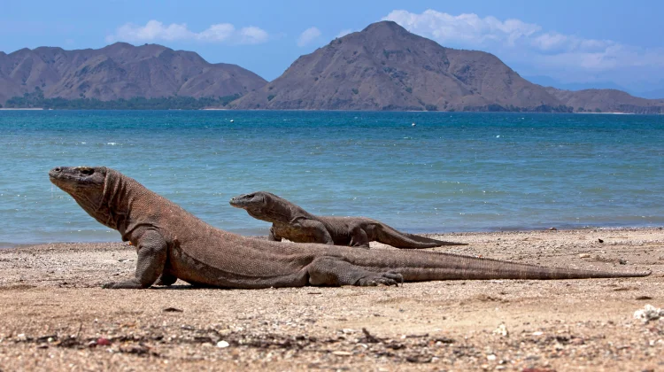 Komodo Island, a Destination Captivates the World