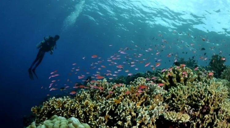 Morotai's Underwater World Offers Coral Reefs and WWII Relics