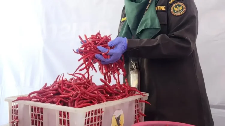 Yogyakarta Frozen Chili Peppers Penetrate Japanese and Singaporean Markets