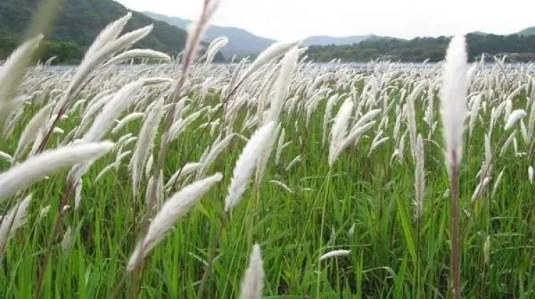 Alang-Alang: Indonesian Grass with Traditional Health Benefits
