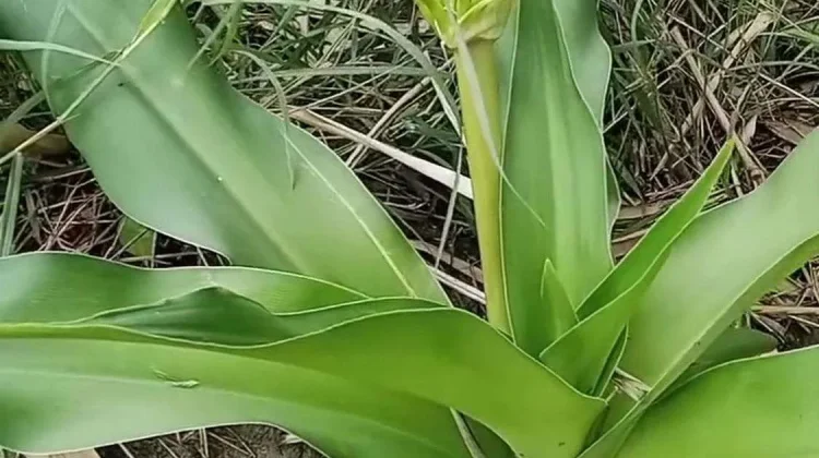 Bakung Leaves Help Relieve Pain, Swelling, and Skin Inflammation