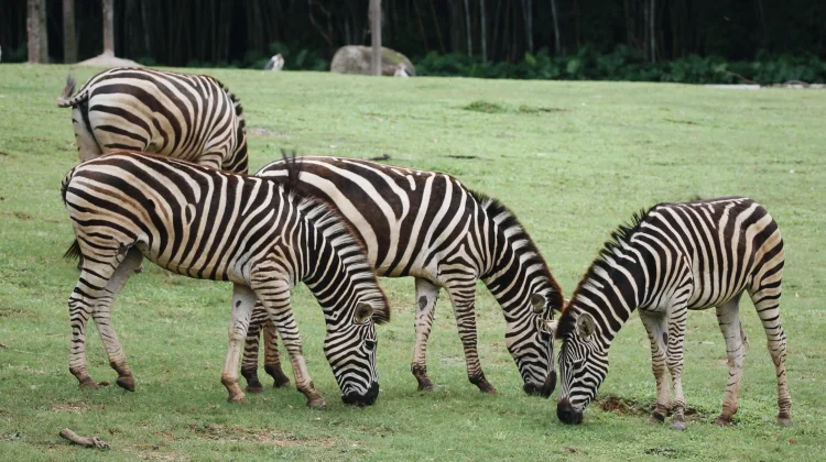 Safari Park and Zoo: What's the Difference?