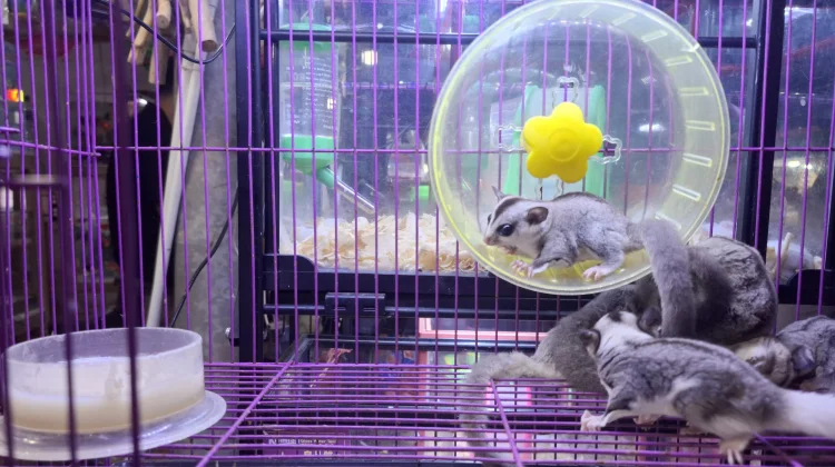 5 Fun Facts About Sugar Gliders, Small Marsupials That Glide