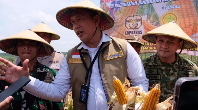 BULOG Ready to Distribute Additional 150,000 Tons of SPHP Corn Until End of 2026
