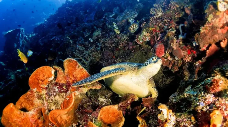 Ministry Strongly Condemns Alleged Speargun Hunting of Turtles in Raja Ampat