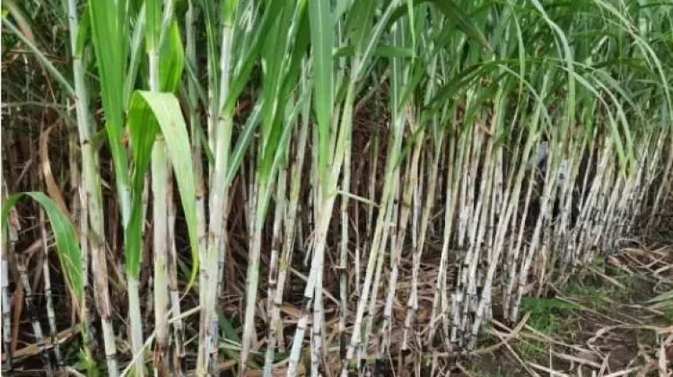Indonesia Targets E20 Fuel Using Sugarcane as Feedstock