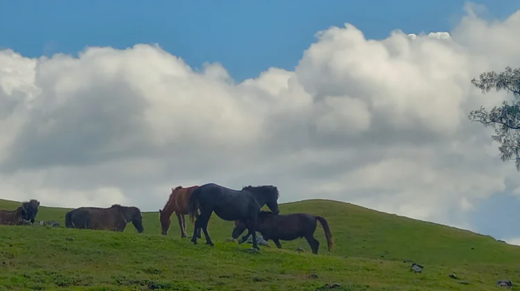 Humon Savanna Showcases Wide Grasslands and Clear Skies