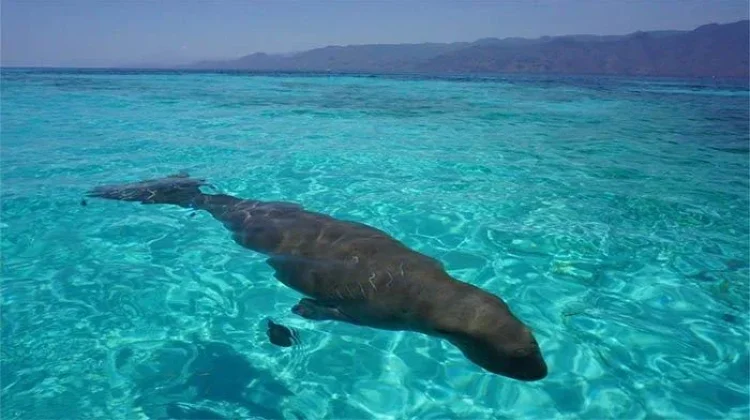 Alor Showcases Marine Wonders and Rich Cultural Heritage