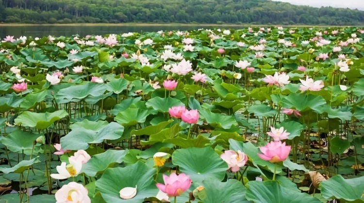 Rana Tonjong: Flores’ Rare Lake Covered in Giant Lotus Blooms