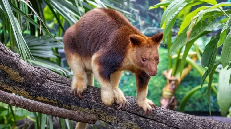 Wasur National Park Offers Wildlife and Nature Tourism in South Papua
