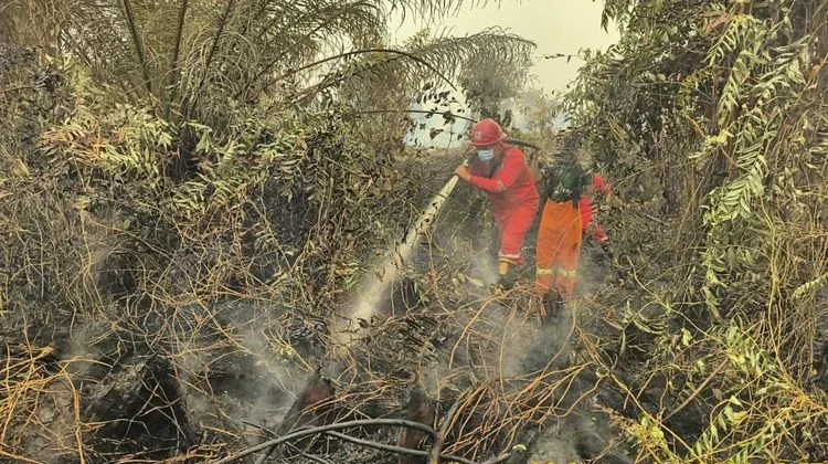 Hotspots Rise by 209, Ground and Aerial Firefighting Operations Strengthened
