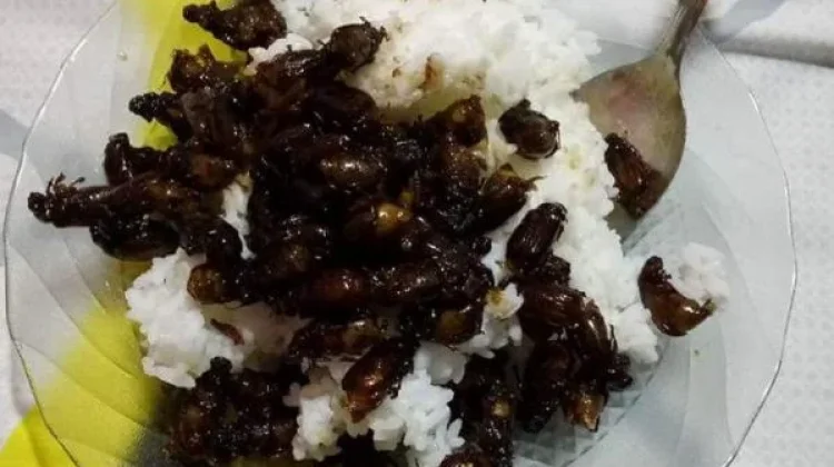 Puthul: Seasonal Fried Insect Delicacy from Gunungkidul