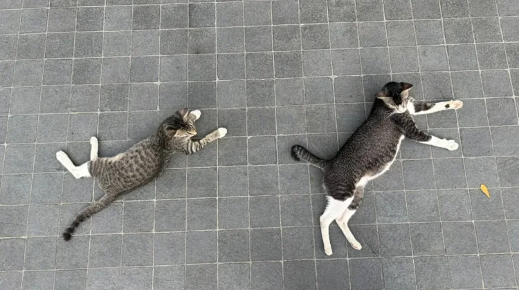 Understanding Cat Body Language and What It Means