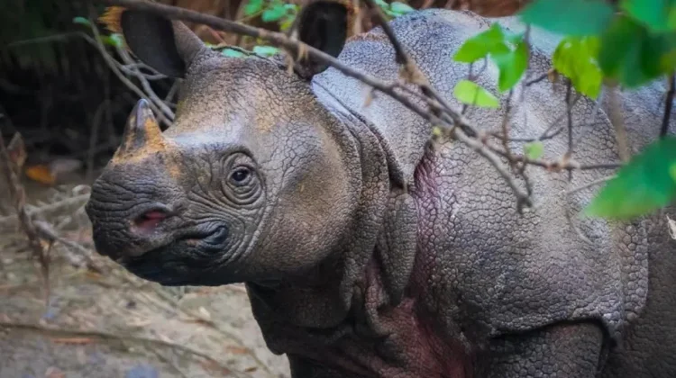 World Rhino Day Brings Hope to Ujung Kulon