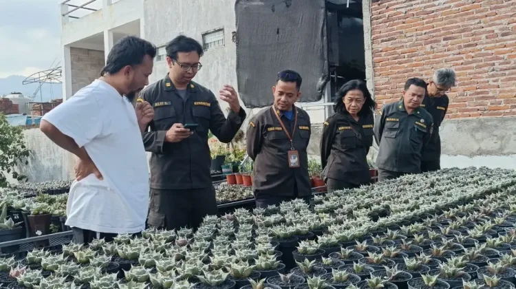 Barantin Strengthens Traceability of Ornamental Plant Exports from East Java