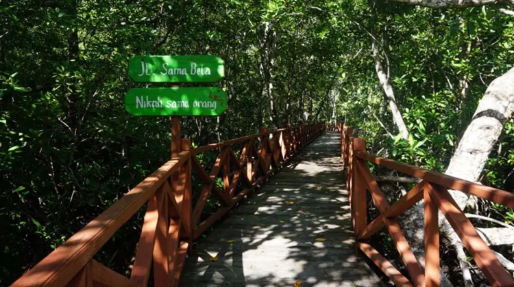 Ursaguli Agrotourism Park Showcases Aru’s Mangrove Ecosystem