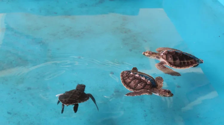 Taman Kili-Kili Beach Protects Turtles Through Conservation and Education